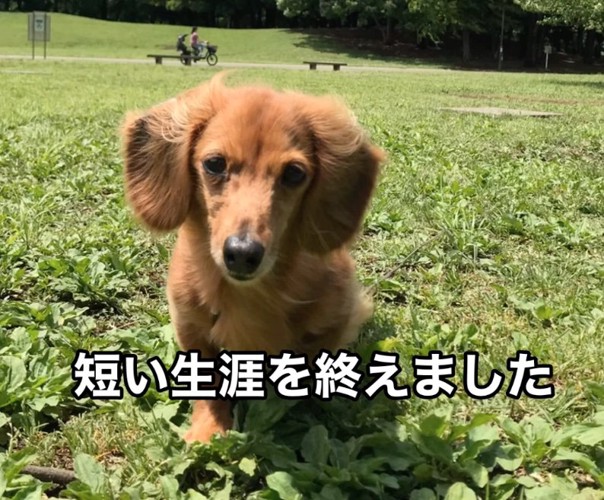 草原で散歩を楽しむネネちゃん