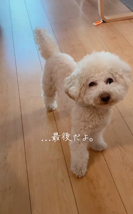 根負けした飼い主さん