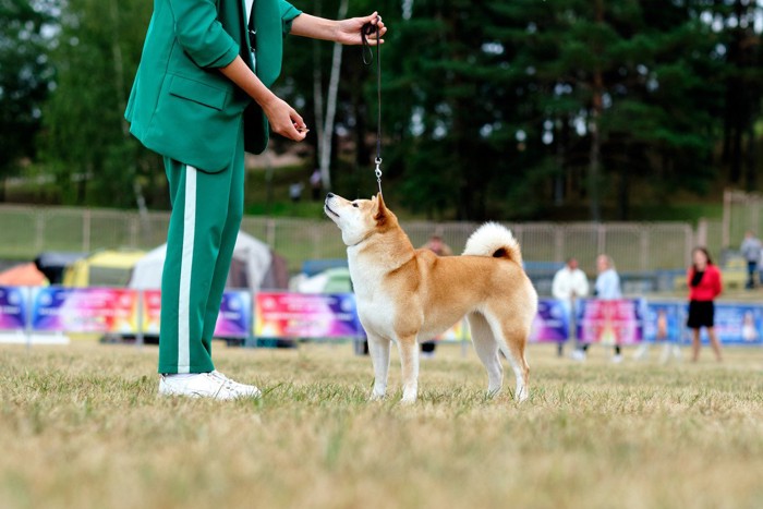 トレーニング中の秋田犬