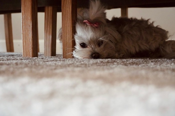 家具の下にいる犬