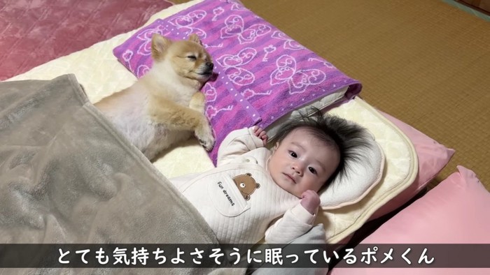 ポメくんはスヤスヤ