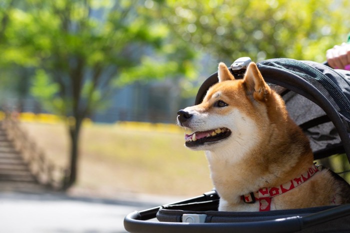 ペットカートで散歩する犬