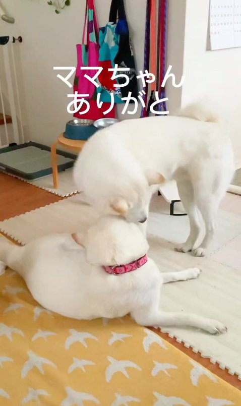 「ママちゃんありがとう」