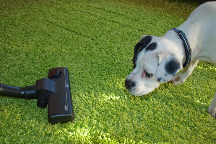 掃除機を見つめる犬