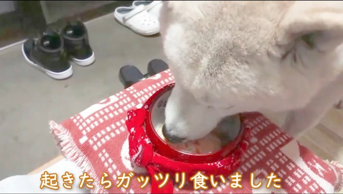 皿に乗ったご飯を食べる犬