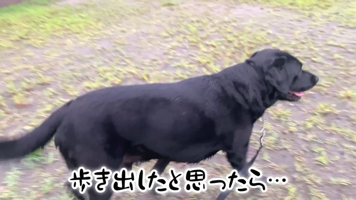 ムニくんのお散歩拒否3