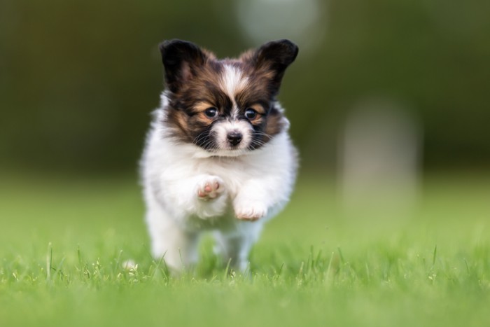 走るパピヨンの子犬