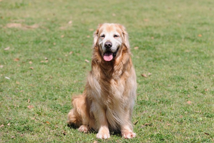 芝生でたたずむ犬