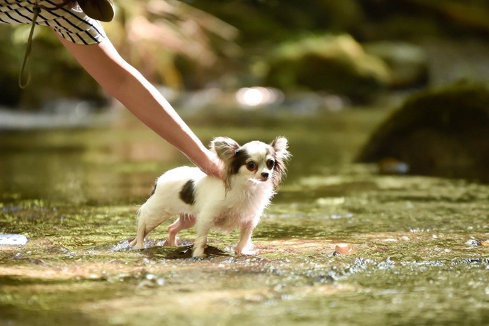 沢に立たされしっぽが下がった犬