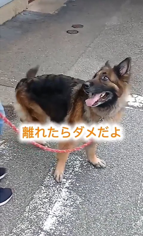 見上げる犬2