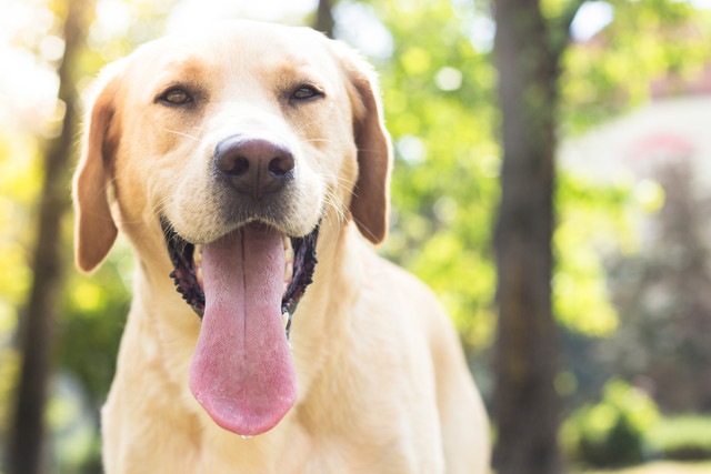 飼われている犬