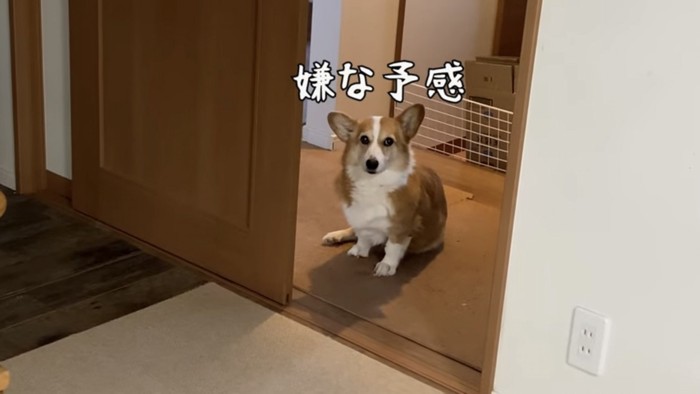 座る犬