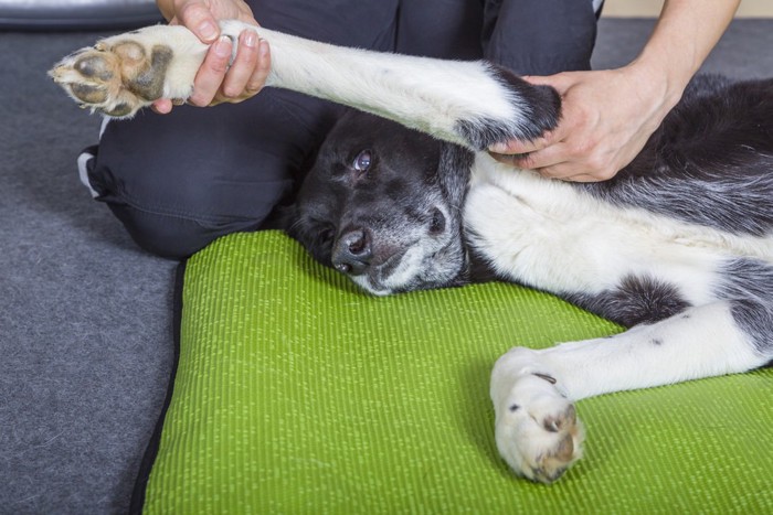 犬の膝