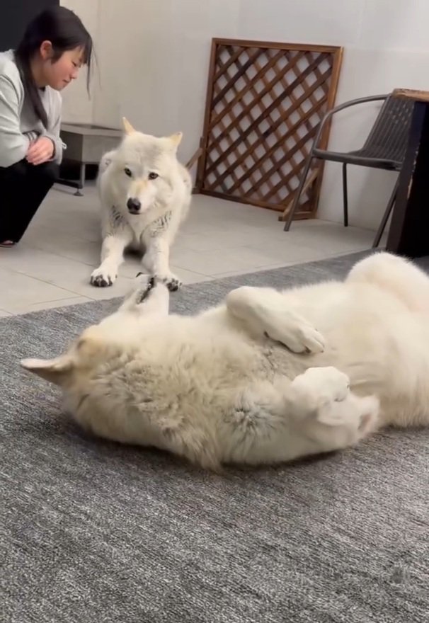 クンくんのそばにやってきたお姉ちゃん