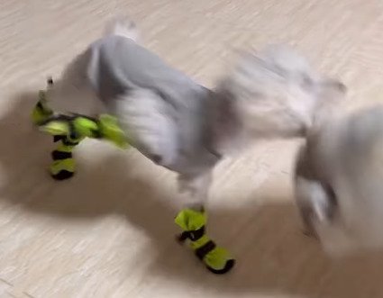 飛び掛かる犬