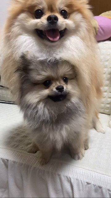 仲良しな2匹の犬