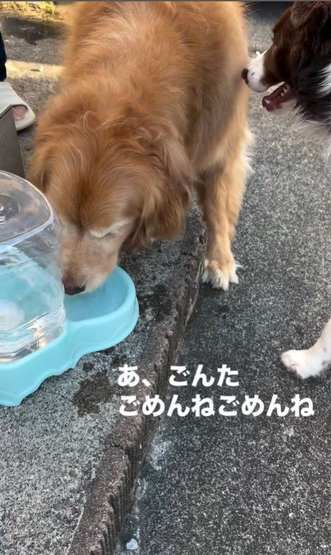 水を飲もうと割り込むるた君7