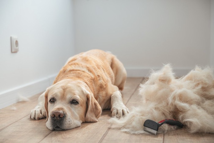 犬と数種類のブラシ