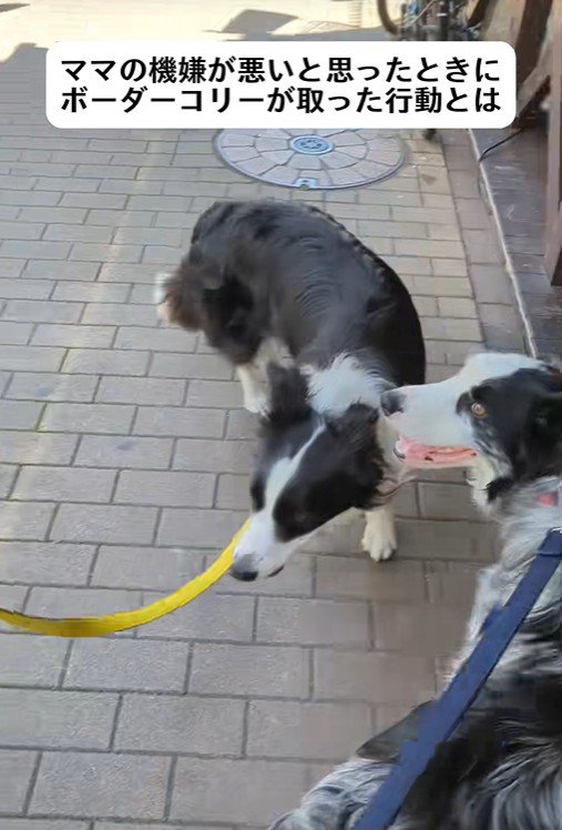 ママの機嫌が悪い時のワンコたちの行動8