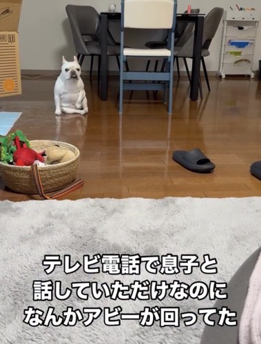 離れた場所で座る犬