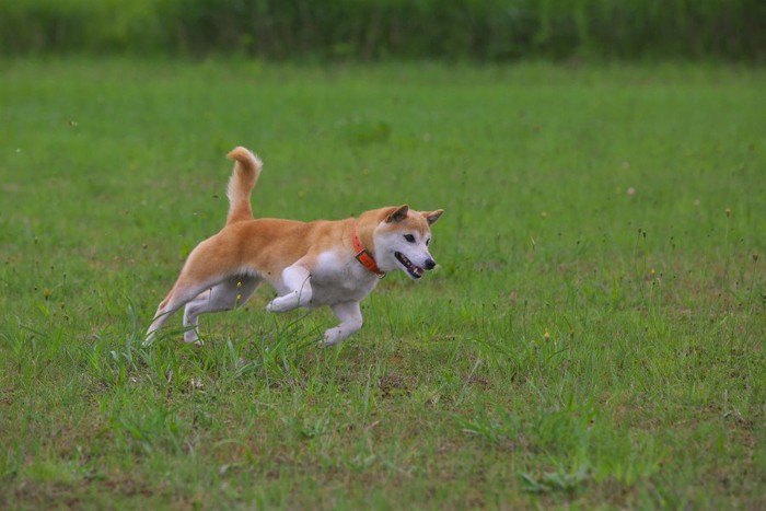 走る柴犬