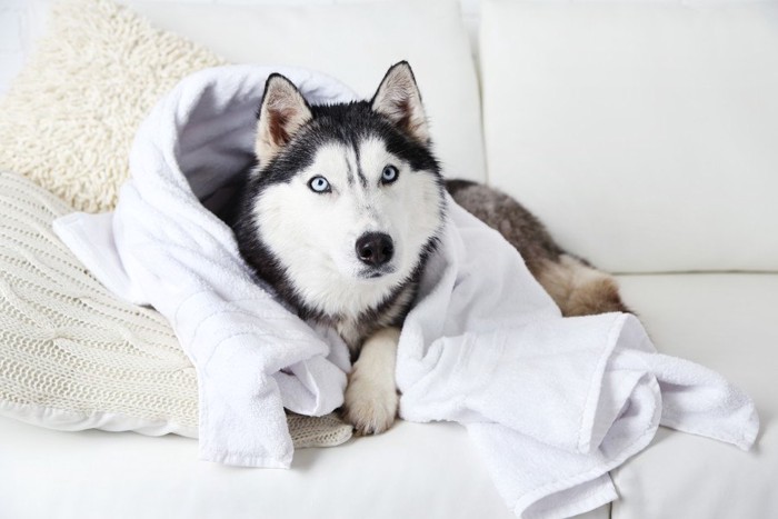 せっかく洗ったのに…犬が洗濯物の上でゴロゴロする心理 | わんちゃんホンポ