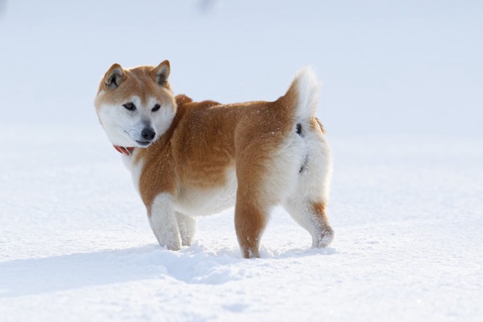 振り向く柴犬