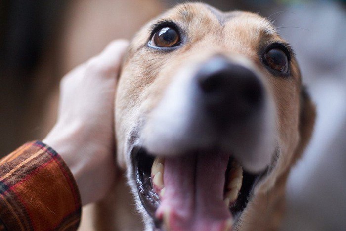 笑顔で見上げる犬