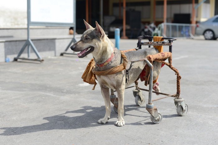 犬用車椅子