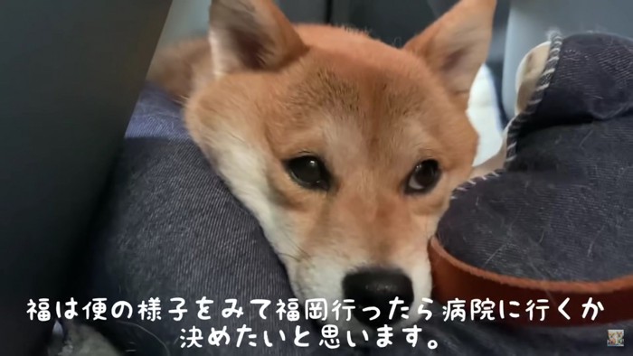 福ちゃんも疲労困憊