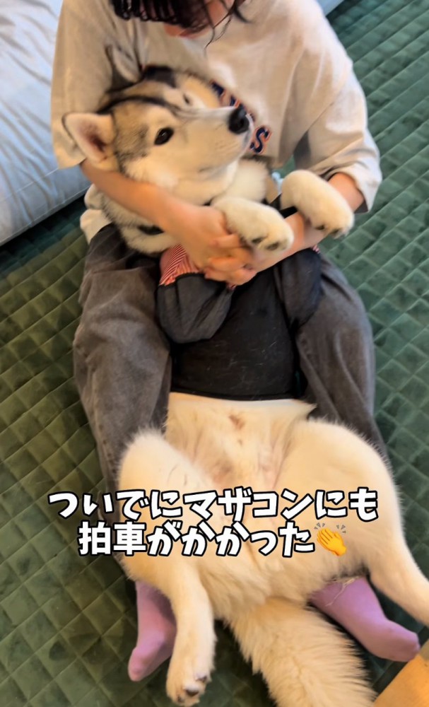 甘える大型犬