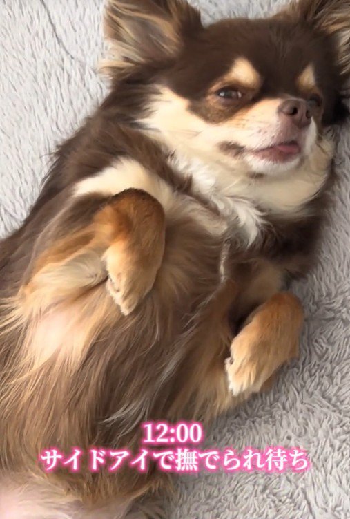 「撫でて」とお目目でアピール