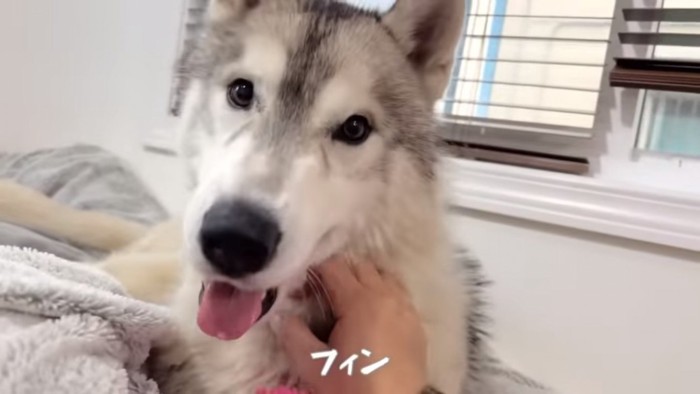 兄犬フィンくん