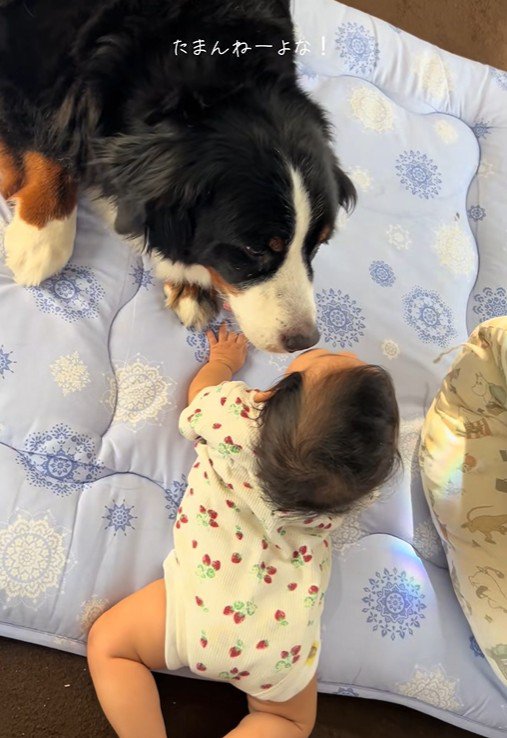 赤ちゃんの匂いをクンクン…