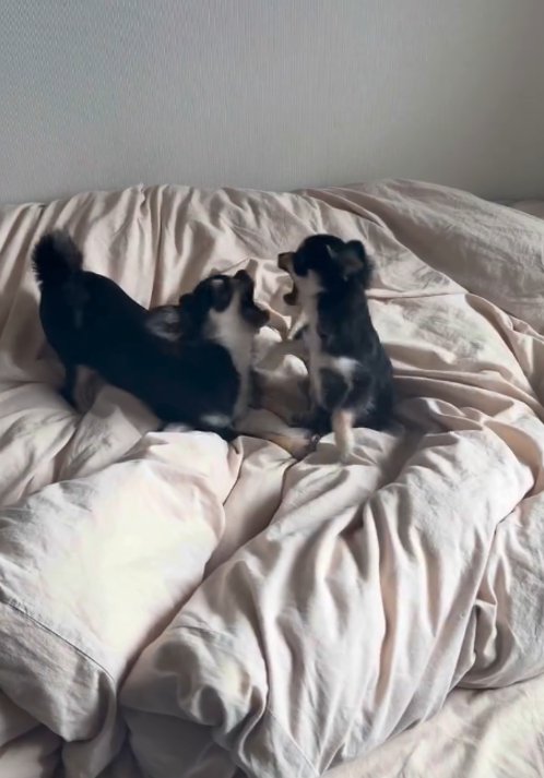 遊ぶ犬3