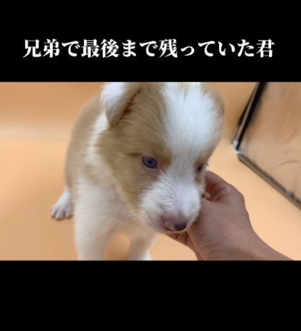 青目の子犬に一目惚れ