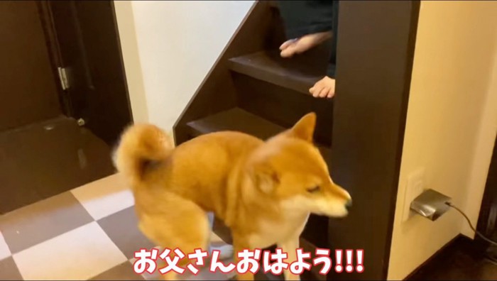 階段前から離れる犬