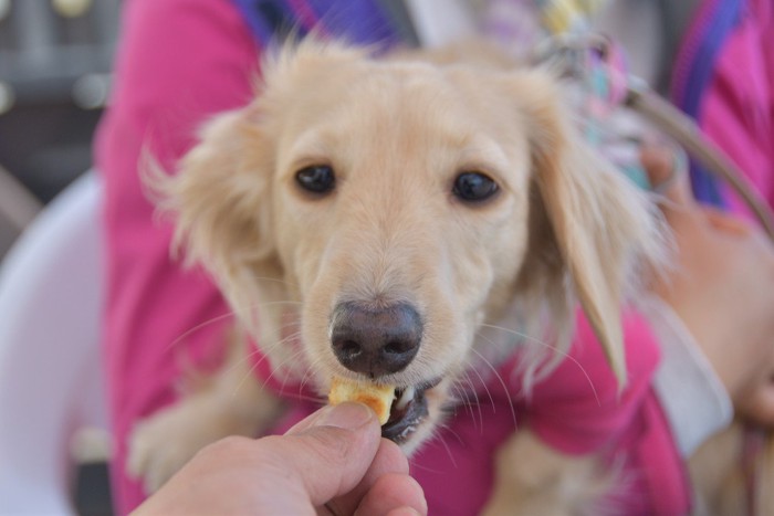 おやつをもらう犬