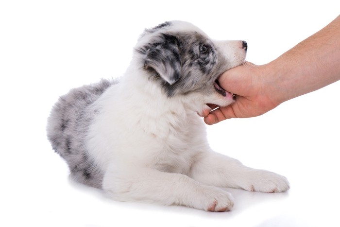 人の手を噛む子犬