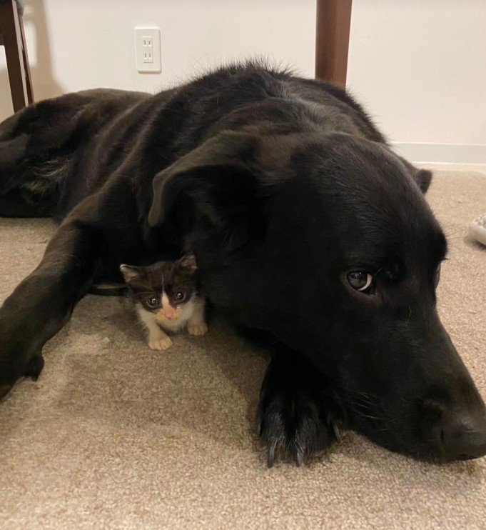 キングくんと子猫5