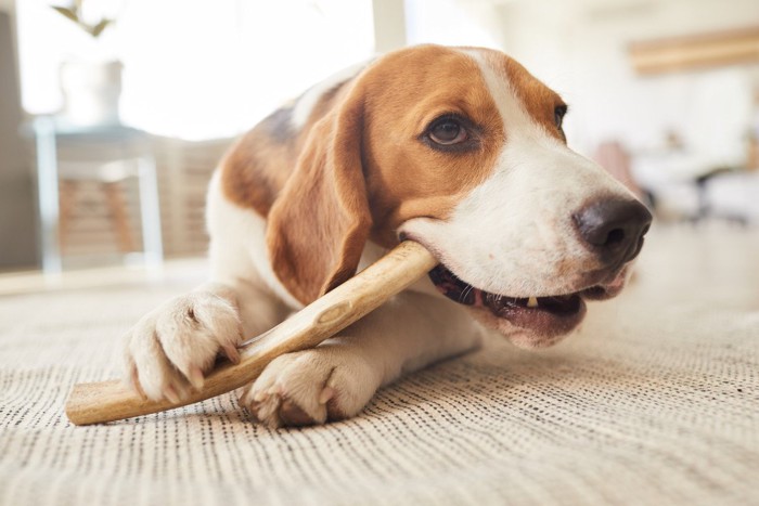 細長いおもちゃを飼う犬