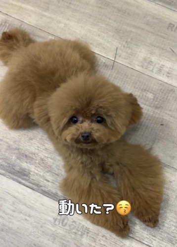 耳が動く犬