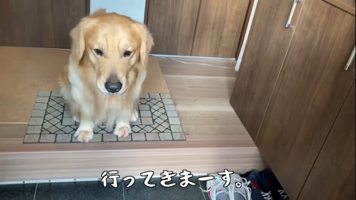 しょんぼりする犬