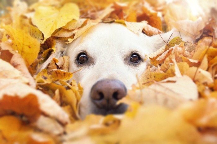 落ち葉から顔を出す犬