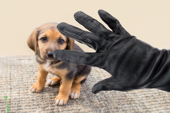 犬泥棒のイメージ画像