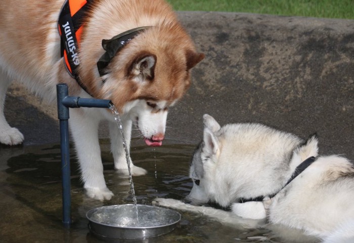 お水遊び