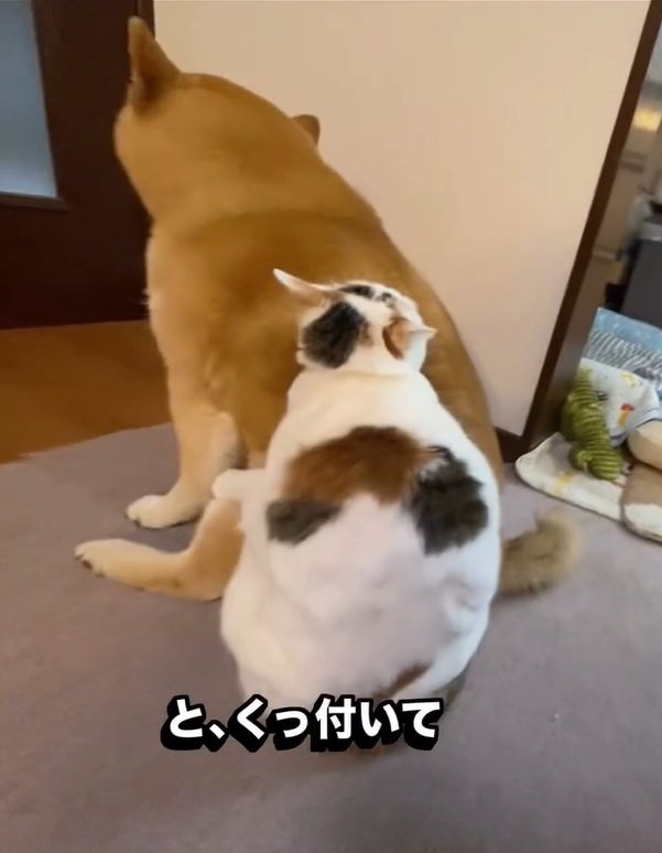バックハグの可憐ちゃん