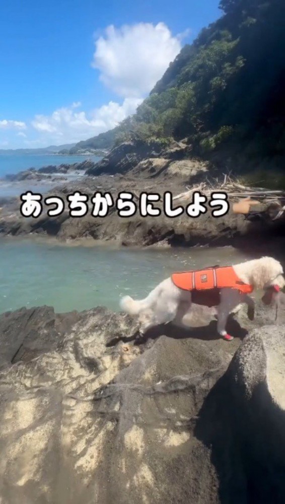 岩礁を歩く犬