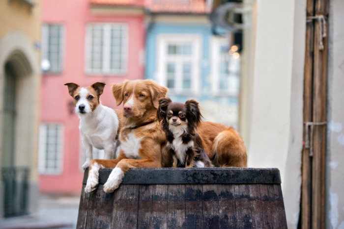 サイズのちがう3頭の犬