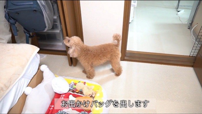 ペットキャリーを取り出す男性を見つめる犬